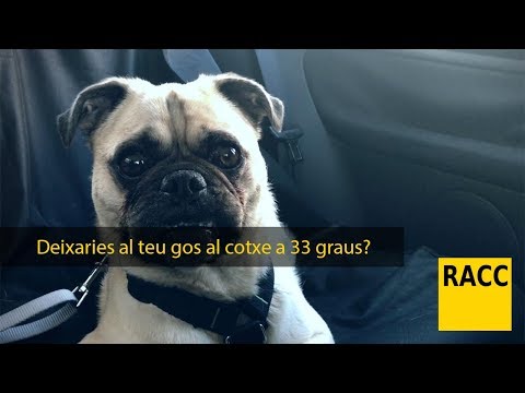 Deixaries al teu gos al cotxe a 33 graus? | RACC