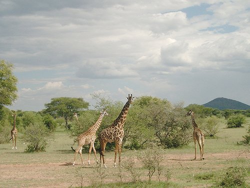 Jirafas en el Serengueti (Tanzania)